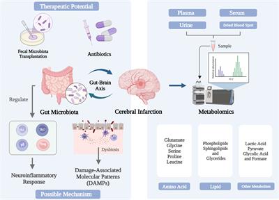 The roles and mechanisms of gut microbiome and metabolome in patients with cerebral infarction